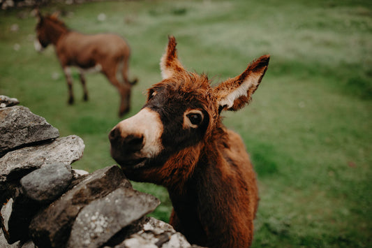 Donkey Ballyvaughan
