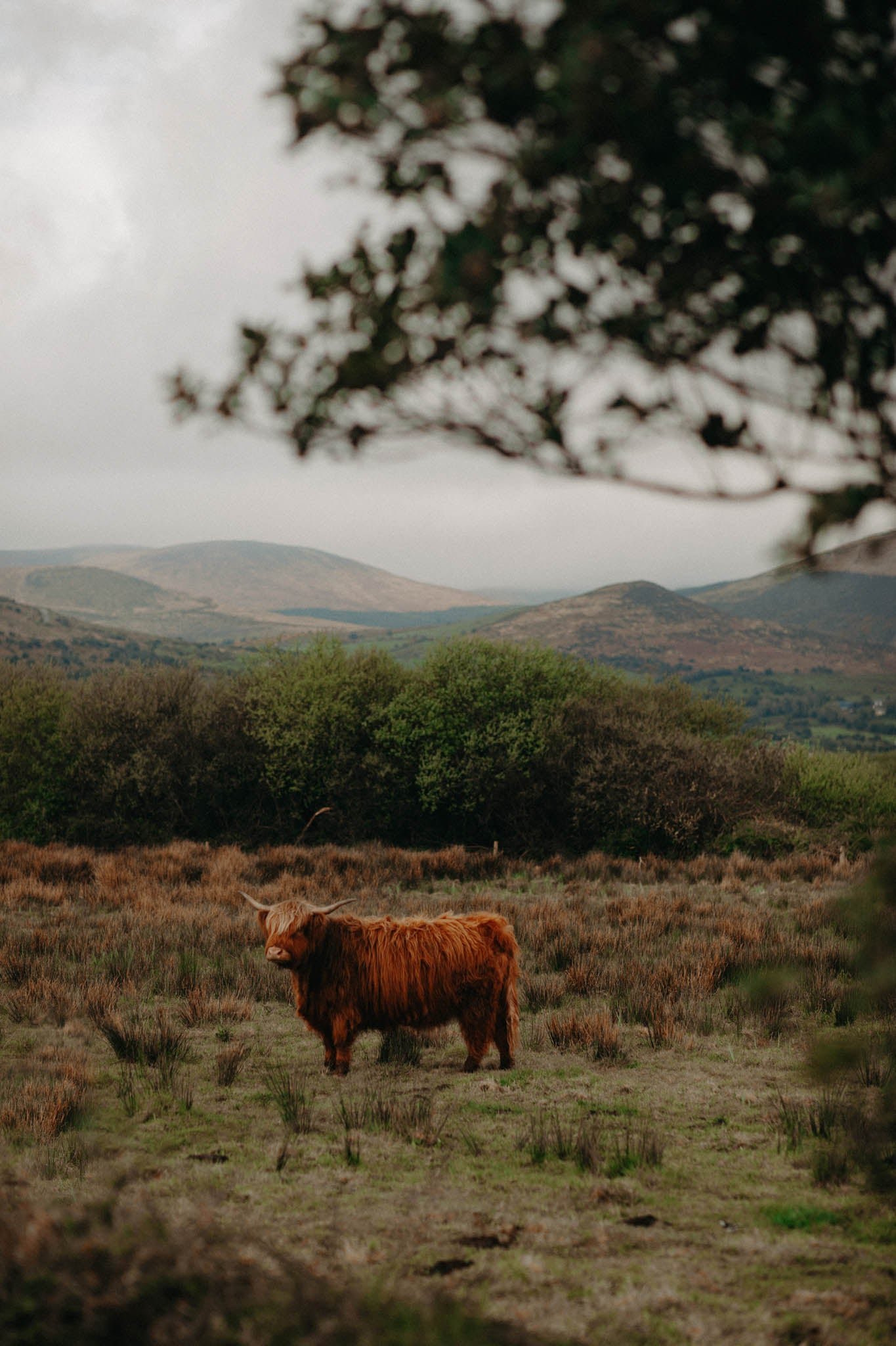 Highland Cow H