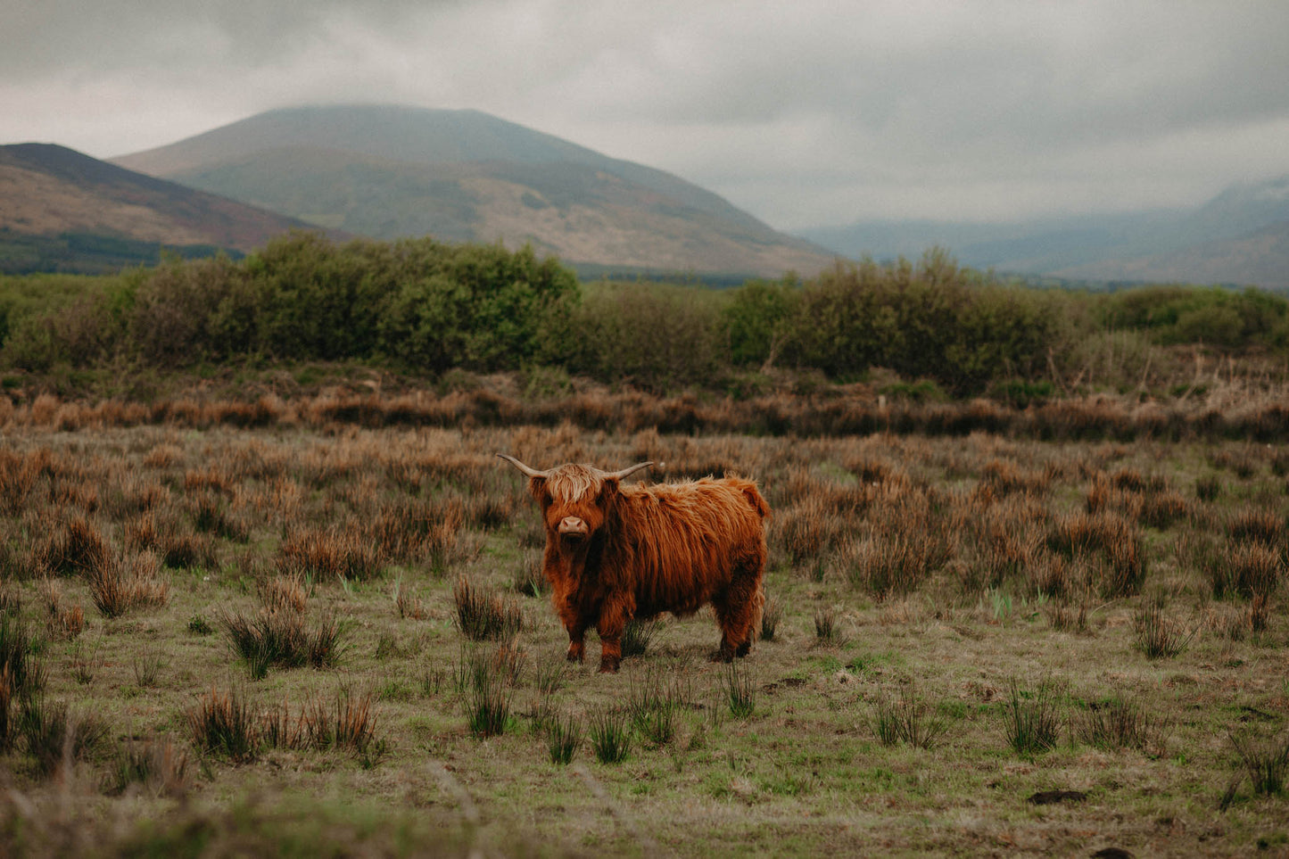 Highland Cow