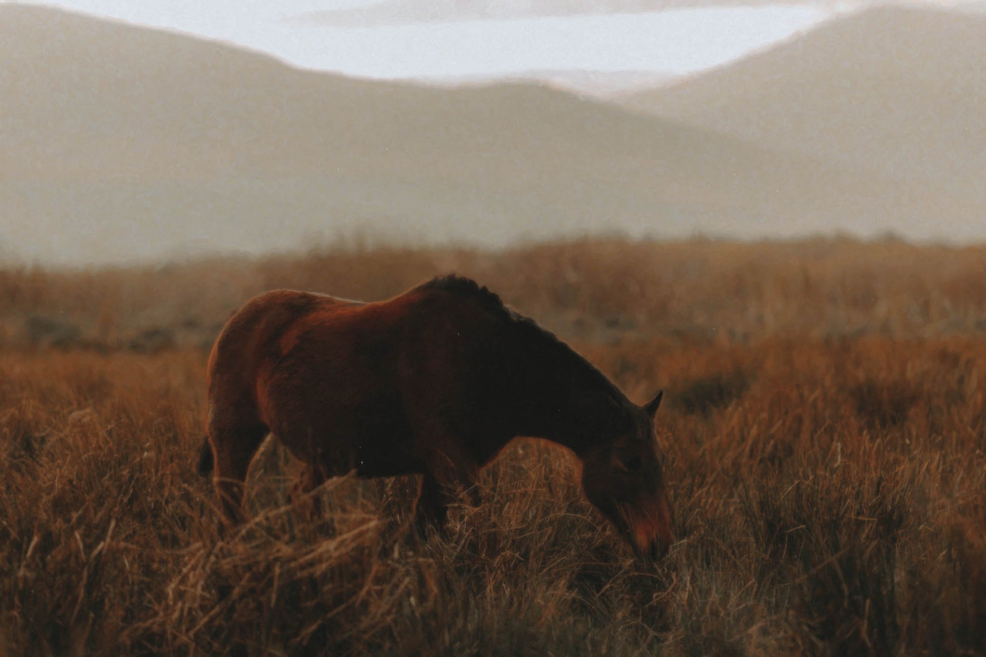 Once a photograph, now lovingly transformed into a textured painting, this print captures an Irish horse in its element—head down, zero drama, just vibes. Set against the rolling silhouettes of dusk-lit mountains, the golden grasses glow like poetry under hoof. A print for anyone who loves quiet strength, wild beauty, and animals who don’t care that you’re trying to take their picture—they’ve got snacks to focus on.