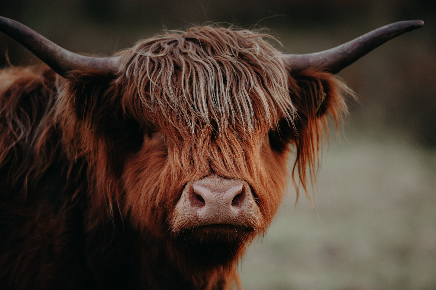 Kathleen Highland Cow