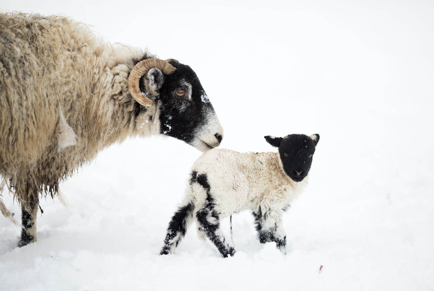 Snow Sheep