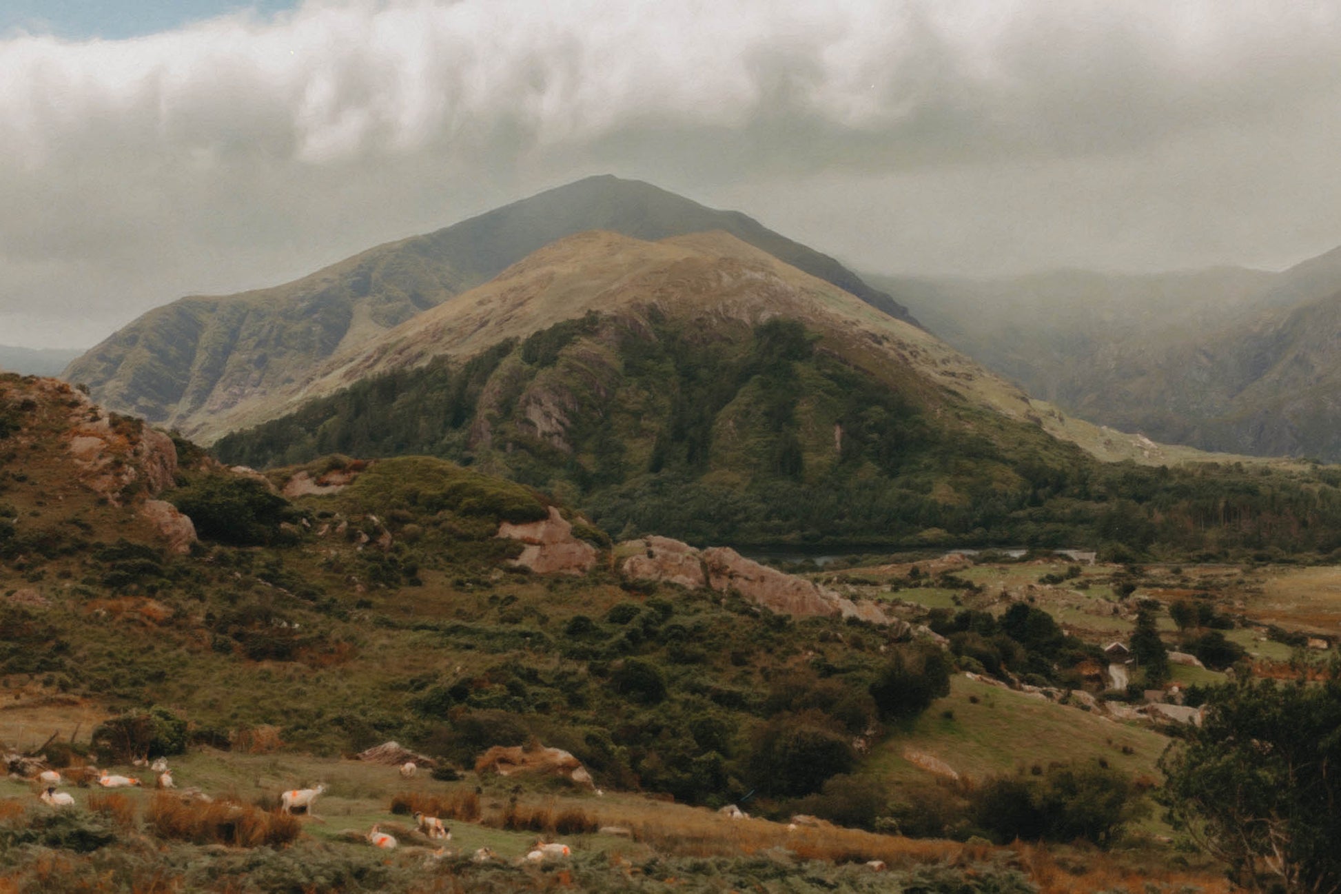 Digitally reimagined from an original photograph, this textured print captures a moment of mountainous peace—interrupted only by the true rulers of the land: sheep. Grazing like they own the place (because they absolutely do), these woolly locals add charm to the sweeping drama of Ireland’s rugged hills. A must-have for lovers of wild places, winding valleys, and creatures with serious real estate entitlement.