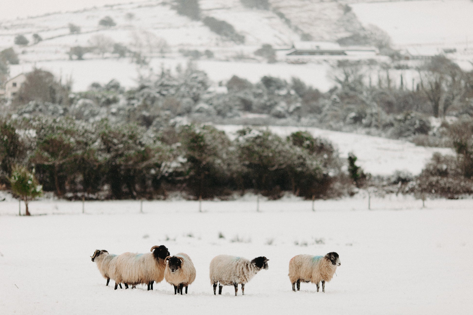 A rare and picturesque winter scene in the seaside village of Camp, County Kerry, Ireland, following an unusual snowfall in January 2025. A group of hardy Irish sheep, affectionately known as 'Irish Reindeer,' stand in a snow-covered field, their thick woolly coats dusted with snow. The rolling hills and farmland in the background are blanketed in white, with clusters of trees and stone walls peeking through the frost. The quiet beauty of the moment captures the essence of rural Ireland in winter, where nat