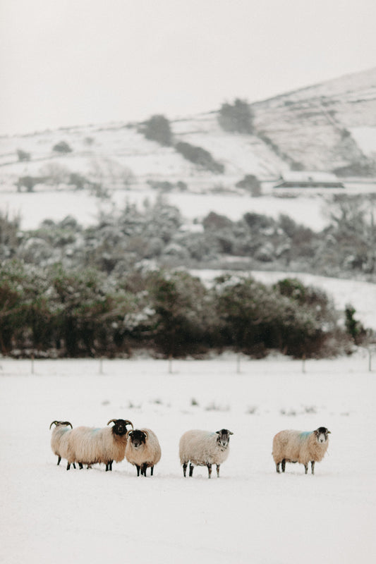 Irish Reindeer Portrait