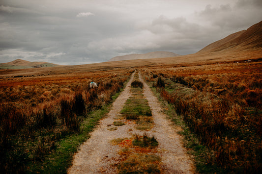 Irish landscape, hills mountains, bog road. Sheep