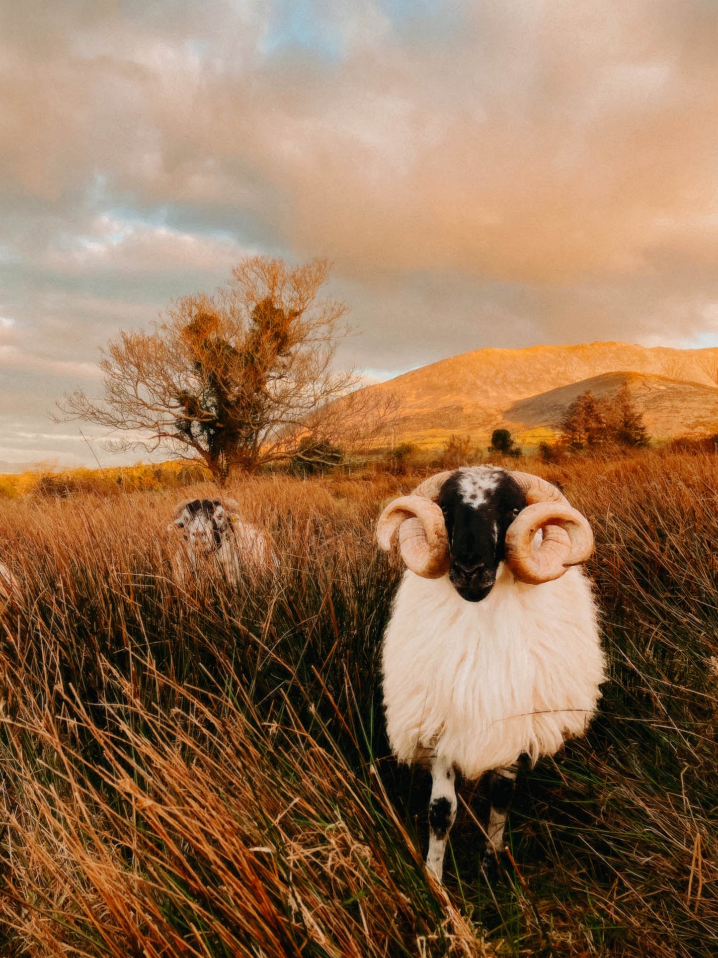 Meet the undisputed king of the Kerry fields—an Irish ram with horns grand enough to rival the hills behind him. Standing tall in the golden glow of sunset, he gazes with quiet authority, as if guarding the secrets of the land. His woolly coat catches the evening light, blending perfectly with the wild grasses that frame this rugged, picturesque scene. A true Irish character, full of charm, mystery, and just the right amount of attitude.