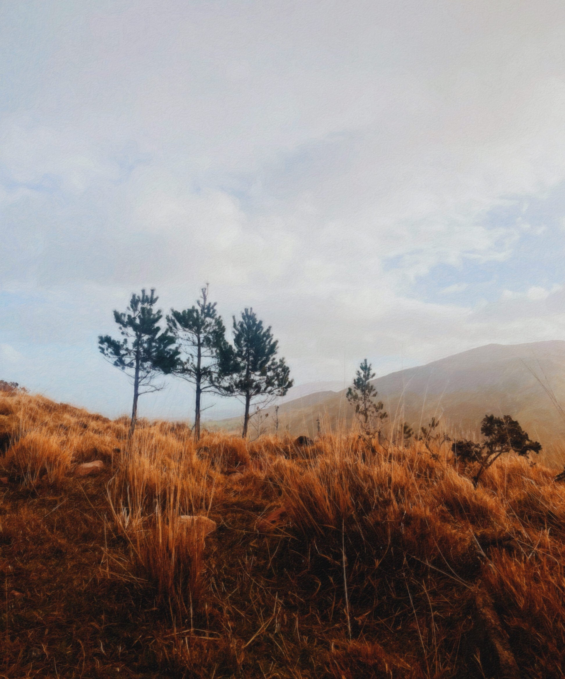 A serene landscape at Glentenassig Woods, County Kerry, Ireland, featuring three tall pine trees standing against a backdrop of rolling hills and a soft, cloudy sky. The foreground is rich with golden-brown grasses, creating a warm contrast to the cool tones of the misty mountains beyond. The scene has an ethereal, painterly quality, evoking a sense of quiet solitude and natural beauty.