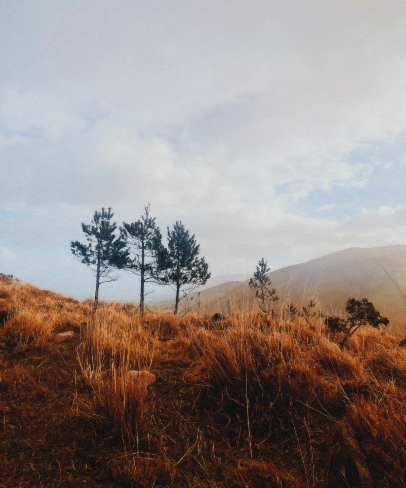 The Three Sisters stand resilient against the ever-changing landscape, their slender forms reaching skyward, whispering stories of what once was. Bathed in soft golden light, these lone survivors of a working forest hold their ground amidst a sea of windswept grasses, their silhouettes etched against the rolling Kerry hills. The painterly tones of the image evoke a dreamlike serenity, where nature’s quiet strength meets the passage of time. A tribute to endurance, solitude